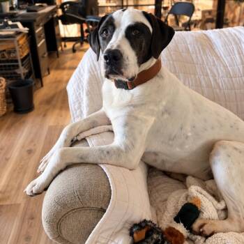Pointer -  Pointer and Hound Dog for Adoption in Maryville, Tennessee - Pointer | PetCurious
