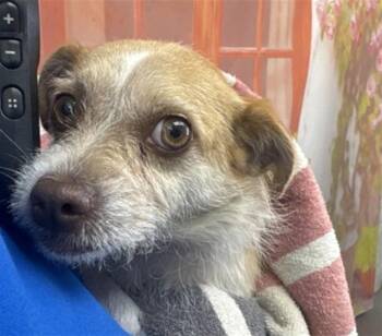 DANIA -  Terrier Dog for Adoption in San Bernardino, California - DANIA | PetCurious
