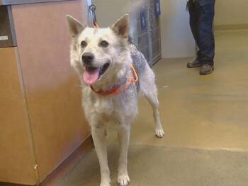 ARIEL -  Siberian Husky and German Shepherd Dog Dog for Adoption in Sacramento, California - ARIEL | PetCurious