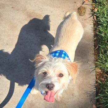 Terrier Dogs Available for Adoption - Rufus  | PetCurious