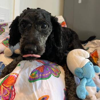 Poodle Dogs Available for Adoption - Salem 4349 | PetCurious