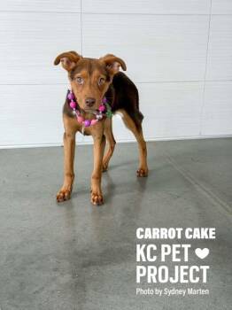 Carrot Cake -  Mixed Breed Dog for Adoption in Kansas City, Missouri - Carrot Cake | PetCurious