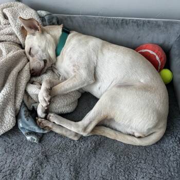 Labrador Retriever and Mixed Breed Dogs Available for Adoption - Chiquita | PetCurious