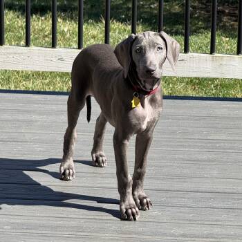 Denver -  Weimaraner Dog for Adoption - Denver | PetCurious