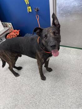 A186181 -  Dutch Shepherd and Mixed Breed Dog for Adoption in Pasadena, Texas - A186181 | PetCurious
