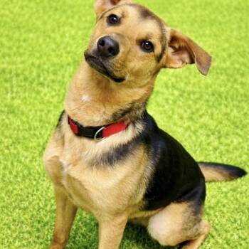 German Shepherd Dog Dogs Available for Adoption in Battle Creek, Michigan - Frankie | PetCurious