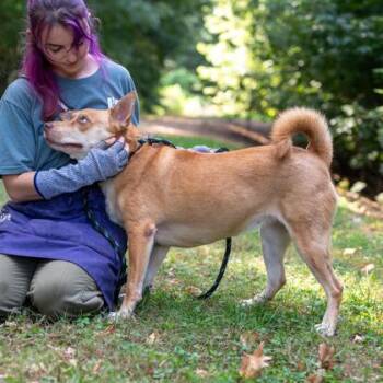 Skyla -  Mixed Breed Dog for Adoption in Chamblee, Georgia - Skyla | PetCurious