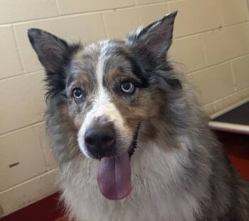 Harriet -  Australian Shepherd Dog for Adoption in Mason City, Iowa - Harriet | PetCurious
