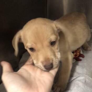 Hound Dogs Available for Adoption - Bunny | PetCurious