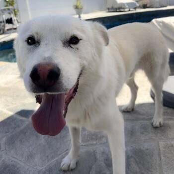 Tundra -  Samoyed and Husky Dog for Adoption in Los Angeles, California - Tundra | PetCurious