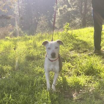 Lily -  Mixed Breed Dog for Adoption in San Francisco, California - Lily | PetCurious