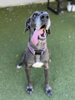 Debbie -  Great Dane and Mixed Breed Dog for Adoption in Fishers, Indiana - Debbie | PetCurious