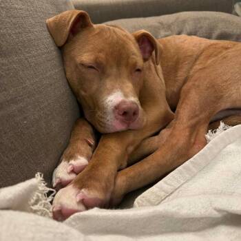 Pit Bull Terrier and Mixed Breed Dogs Available for Adoption - Rabbit | PetCurious