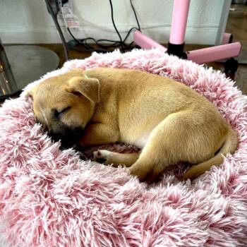 Hound and Mixed Breed Dogs Available for Adoption in Austin, Texas - Confetti Countdown | PetCurious