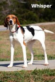 Treeing Walker Coonhound Dogs Available for Adoption in Tiger, Georgia - Whisper | PetCurious