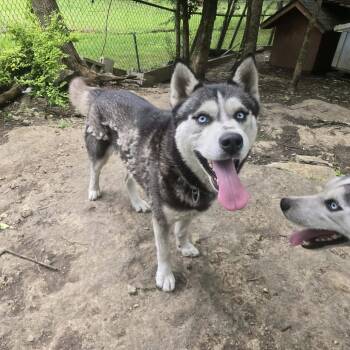 Husky Dogs Available for Adoption in Zuni, Virginia - Ferguson | PetCurious