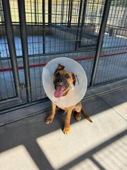 Mixed Breed Dogs Available for Adoption in Ocala, Florida - Slinky | PetCurious