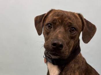 Cocoa -  Plott Hound and Mixed Breed Dog for Adoption in Golden Valley, Minnesota - Cocoa | PetCurious