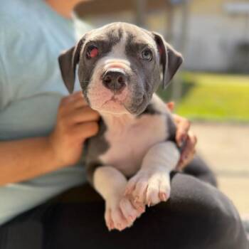 Mixed Breed Dogs Available for Adoption - Topaz | PetCurious