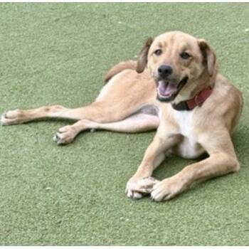 CHIPS -  Labrador Retriever Dog for Adoption in Houston, Texas - CHIPS | PetCurious