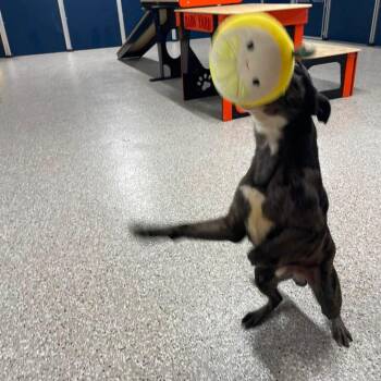 Draco -  Pit Bull Terrier Dog for Adoption in Springfield, Missouri - Draco | PetCurious