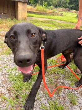 Scout -  Labrador Retriever and Black Mouth Cur Dog for Adoption in Westport, Connecticut - Scout | PetCurious
