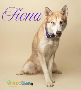 Siberian Husky and Mixed Breed Dogs Available for Adoption in Fairhope, Alabama - Fiona | PetCurious