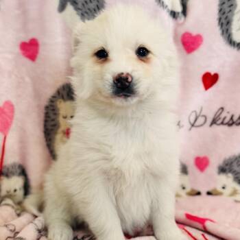 American Eskimo Dog Dogs Available for Adoption - Lucy | PetCurious