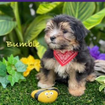 Bumble -  Poodle and Mixed Breed Dog for Adoption in Dover, New Hampshire - Bumble | PetCurious
