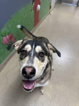 Rescue Husky Dogs for Adoption in Chickasha, Oklahoma - Zeus | PetCurious