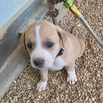 Rescue Plott Hound Dogs for Adoption in Austin, Texas - Maddox JuM | PetCurious