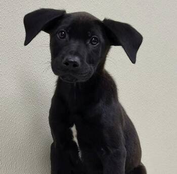 Hollis -  Mixed Breed Dog for Adoption in Groveland, Massachusetts - Hollis | PetCurious