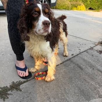 Choco -  Spaniel Dog for Adoption in Greensboro, North Carolina - Choco | PetCurious
