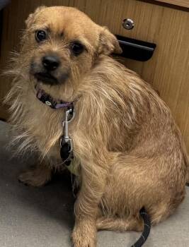 Rufus -  Border Terrier Dog for Adoption in Decatur, Georgia - Rufus | PetCurious