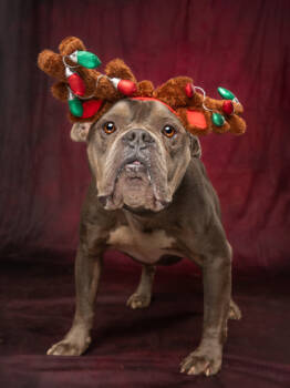 Rescue Pit Bull Terrier and Mixed Breed Dogs for Adoption in Atlanta, Georgia - Chucky Boy | PetCurious