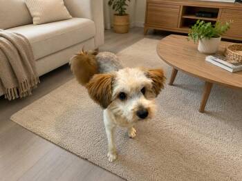 Mixed Breed Dogs Available for Adoption in Markham, Ontario - Mimi | PetCurious