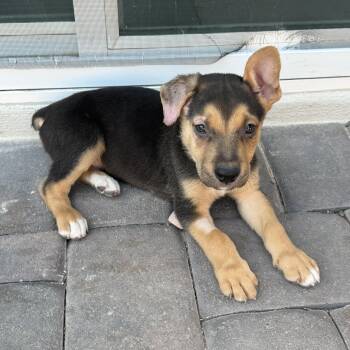 Eastern -  Mixed Breed Dog for Adoption in Las Vegas, Nevada - Eastern | PetCurious