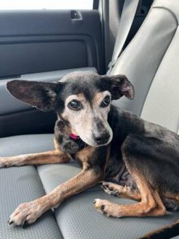 Mixed Breed Dogs Available for Adoption in Louisburg, North Carolina - Bessie | PetCurious