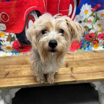 Sally -  Mixed Breed Dog for Adoption in Normal, Illinois - Sally | PetCurious