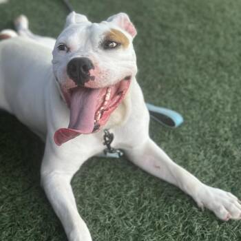 English Bulldog and Mixed Breed Dogs Available for Adoption in Abilene, Texas - Buster | PetCurious