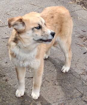 Australian Shepherd Dogs Available for Adoption - Missy | PetCurious