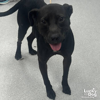 Rescue Labrador Retriever and Terrier Dogs for Adoption in Washington, District Of Columbia - Glitch | PetCurious