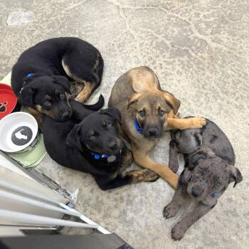 Shepherd Dogs Available for Adoption - Tommy | PetCurious