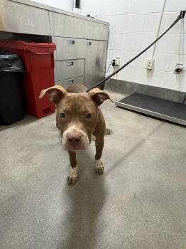 MICHELLE -  Pit Bull Terrier Dog for Adoption - MICHELLE | PetCurious