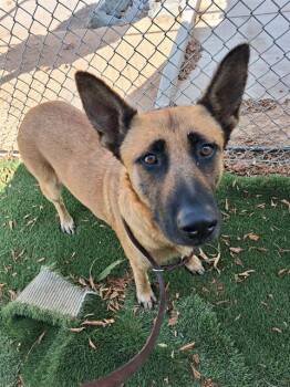 SILVIA -  German Shepherd Dog and Mixed Breed Dog for Adoption in Chula Vista, California - SILVIA | PetCurious