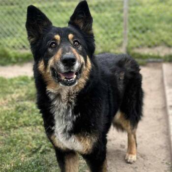 Rescue German Shepherd Dog Dogs for Adoption in Petaluma, California - Precious | PetCurious
