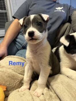 Border Collie Dogs Available for Adoption - Remy | PetCurious