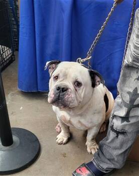 TAZ -  Mixed Breed Dog for Adoption in Dallas, Texas - TAZ | PetCurious