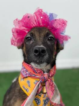 Belly-One of our Amazing Rescue Dogs -  Belgian Shepherd Malinois and German Shepherd Dog Dog for Adoption in Carlsbad, California - Belly-One Of Our Amazing Rescue Dogs | PetCurious