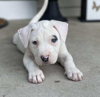 Bullseye -  Labrador Retriever Dog for Adoption in Union Grove, Wisconsin - Bullseye | PetCurious
